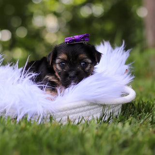 Sophie - Available 8/6