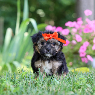 Sophie - Available 8/6