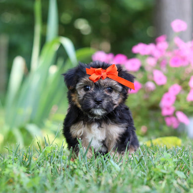 Sophie - Available 8/6