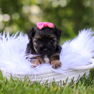 Sunny - Available 8/6