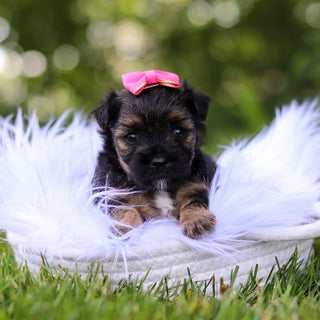 Sunny - Available 8/6