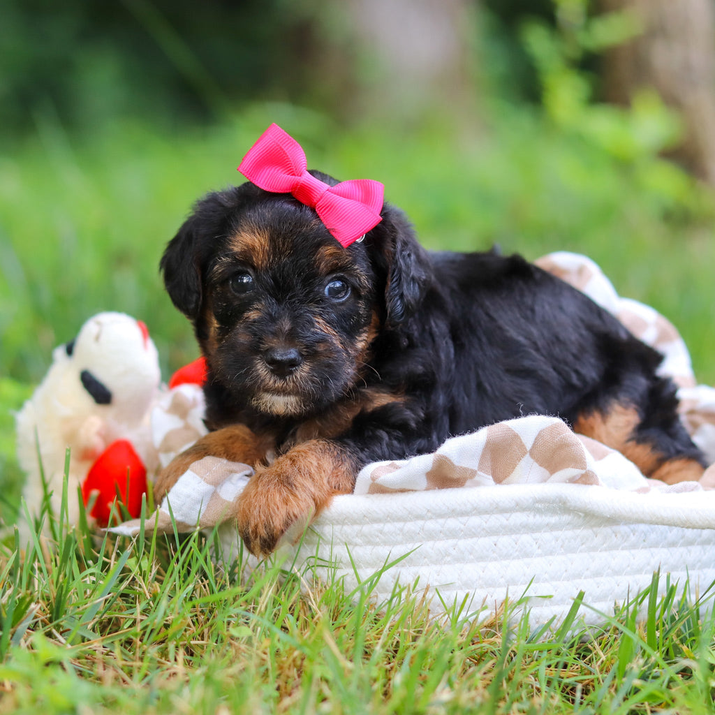 Eleanor - Available 8/13
