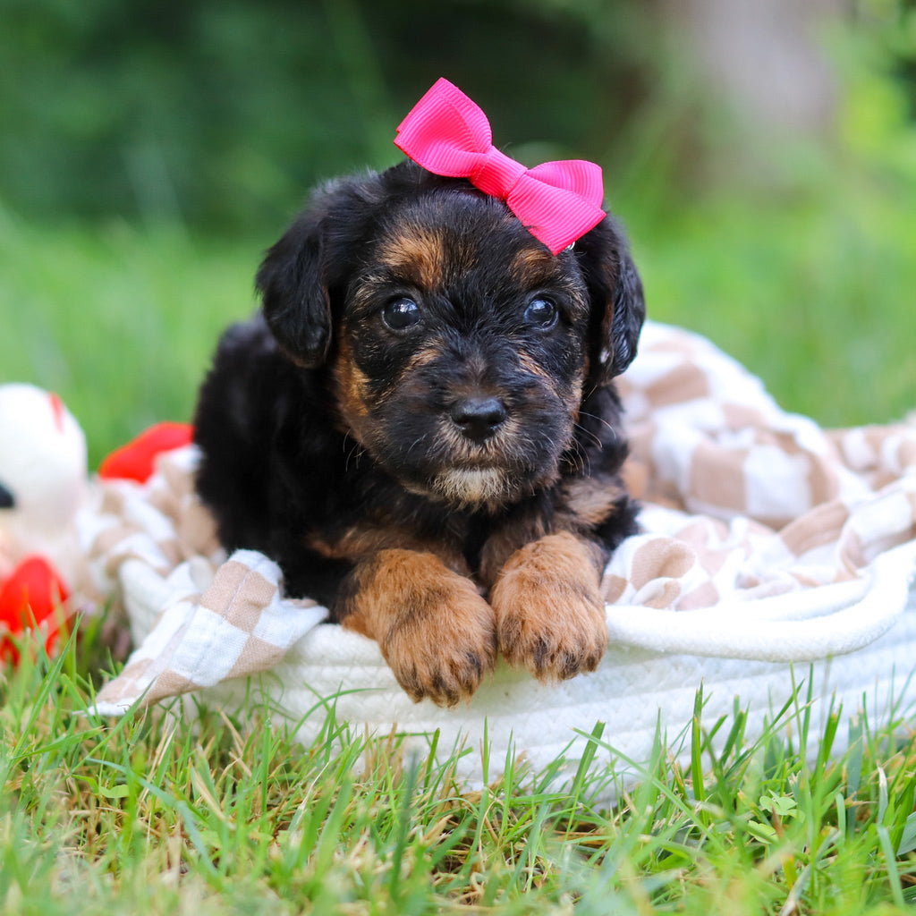 Eleanor - Available 8/13
