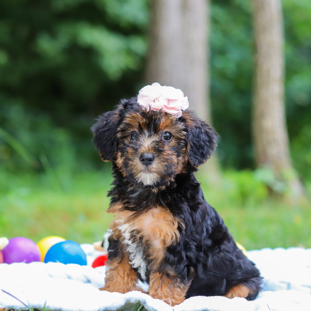 Eleanor - Available 8/13