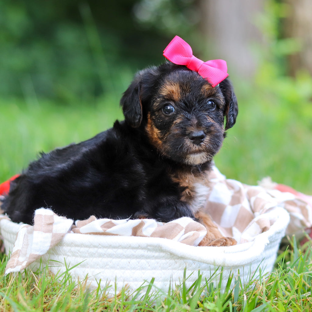 Eleanor - Available Now