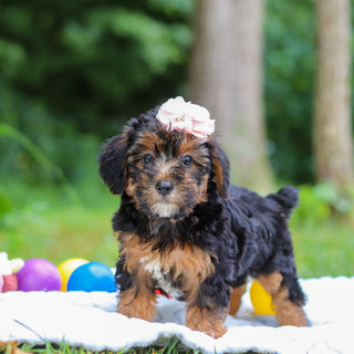 Eleanor - Available 8/13