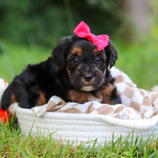 Eleanor - Available 8/13