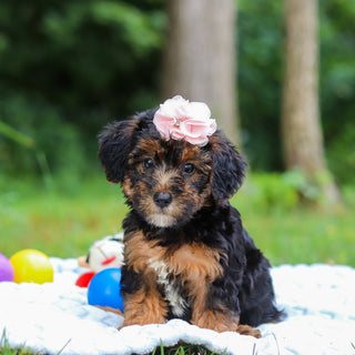 Eleanor - Available 8/13