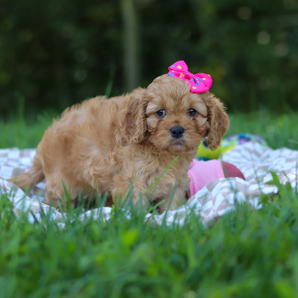 Pippa - Available Now