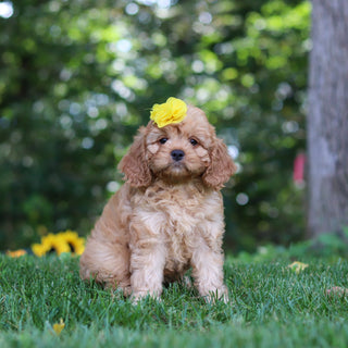 Pippa - Available Now