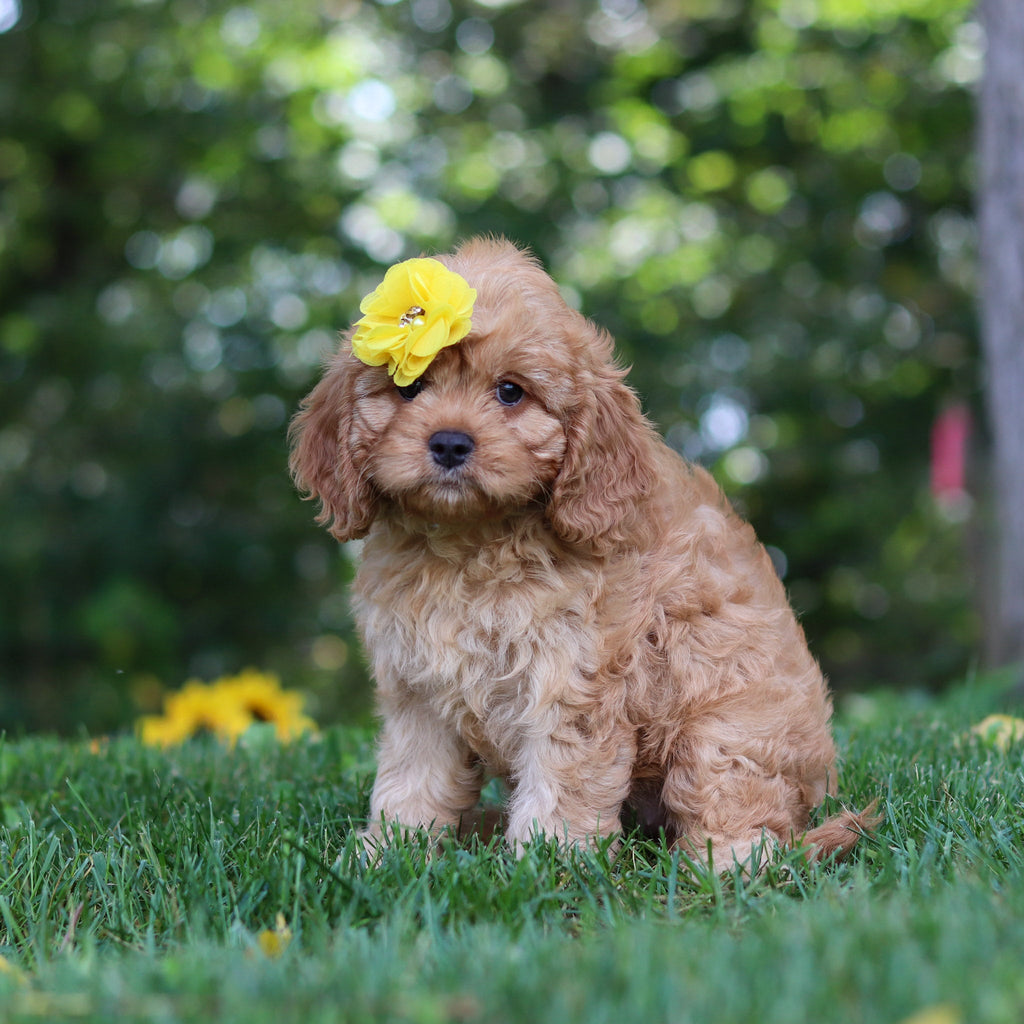 Pippa - Available Now