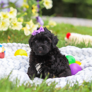 Cocoa - Available 8/13