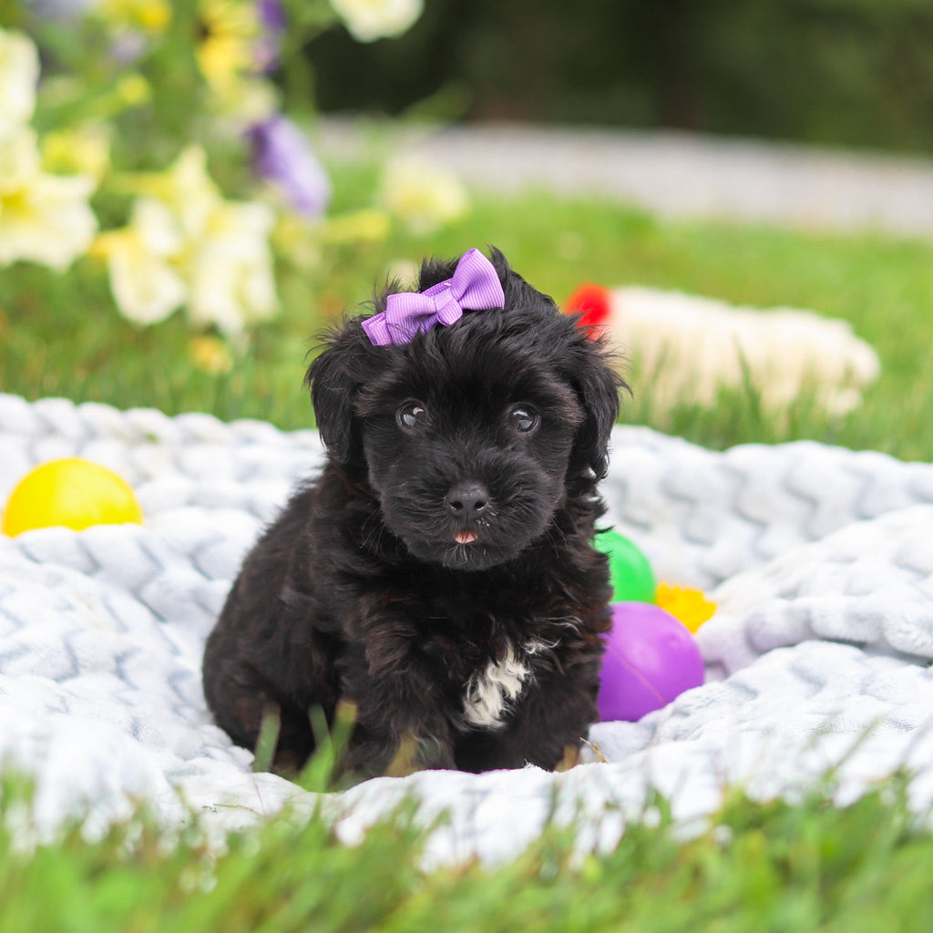 Cocoa - Available 8/13