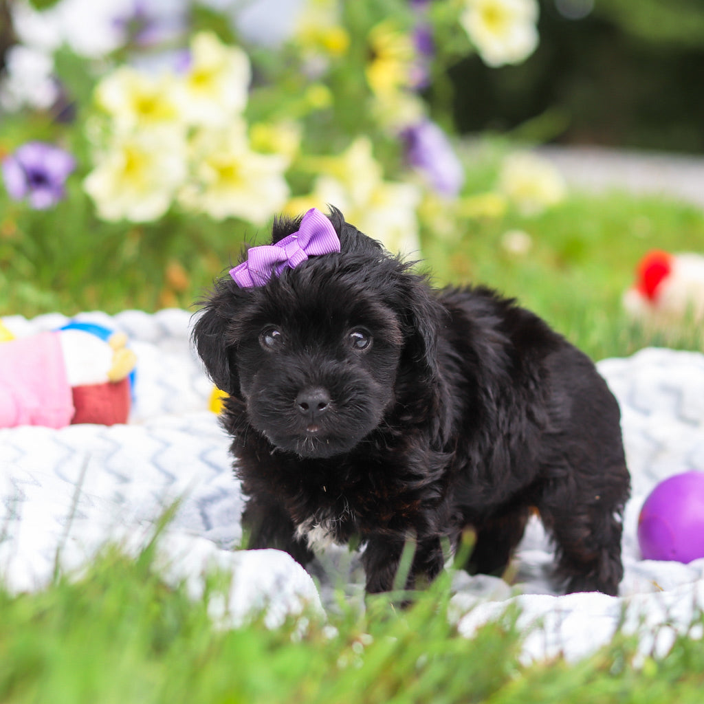 Cocoa - Available 8/13