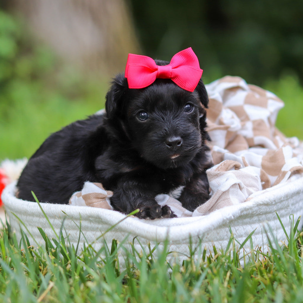 Cocoa - Available 8/13