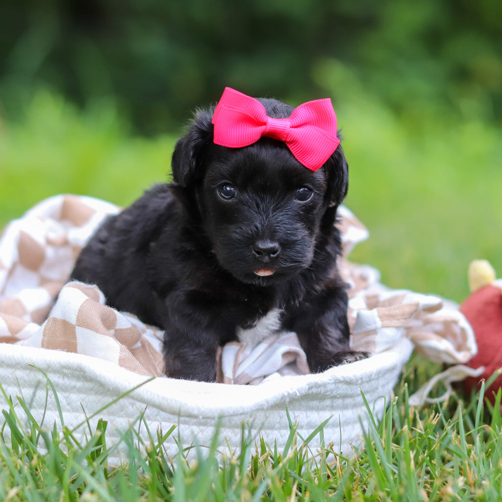 Cocoa - Available 8/13