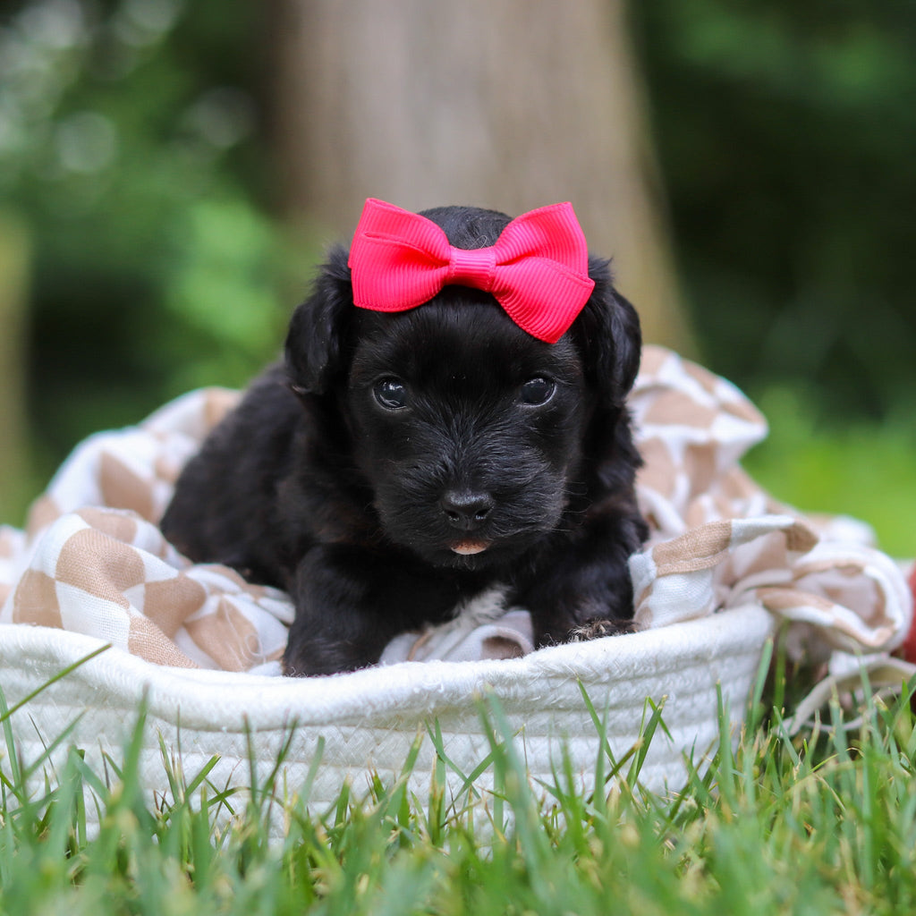 Cocoa - Available 8/13