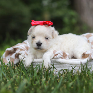 Keelie - Available 8/13