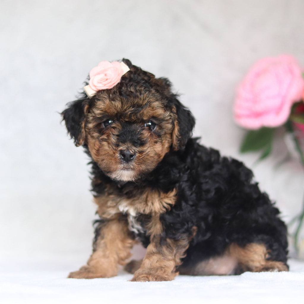 Harlow - Available Now