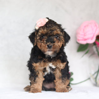 Harlow - Available Now