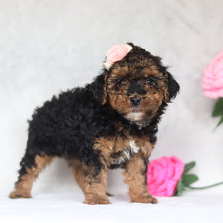 Harlow - Available Now