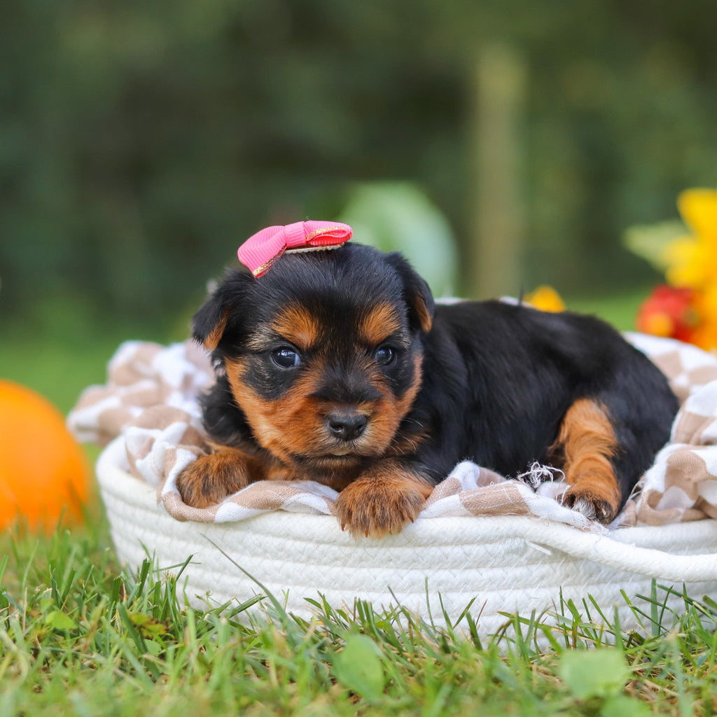 Cherie - Available 10/29
