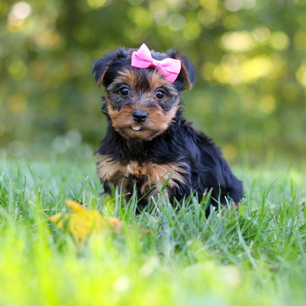 Cherie - Available 10/29