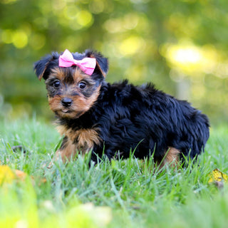 Cherie - Available 10/29