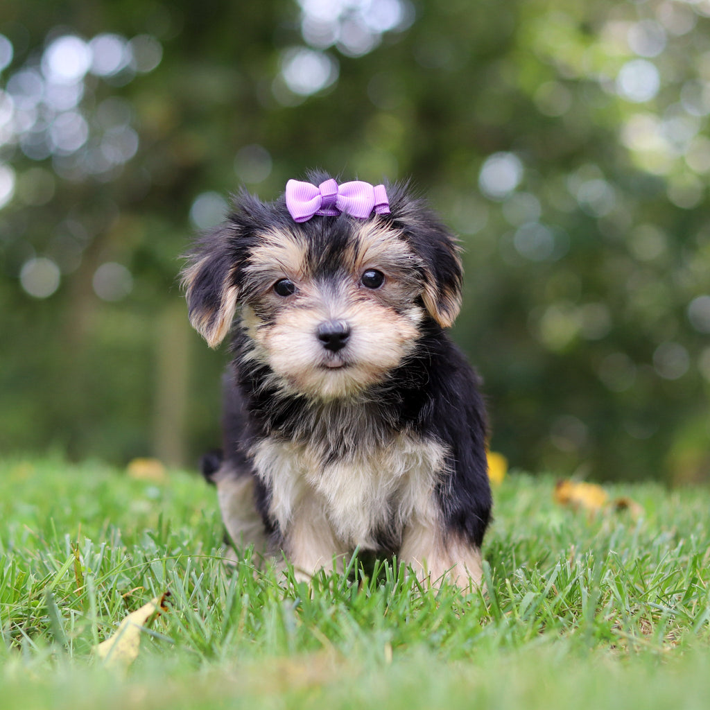 Evie - Available Now