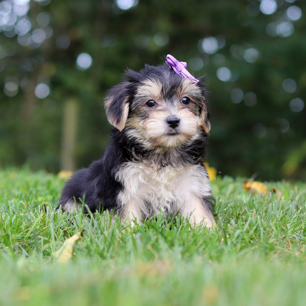 Evie - Available Now