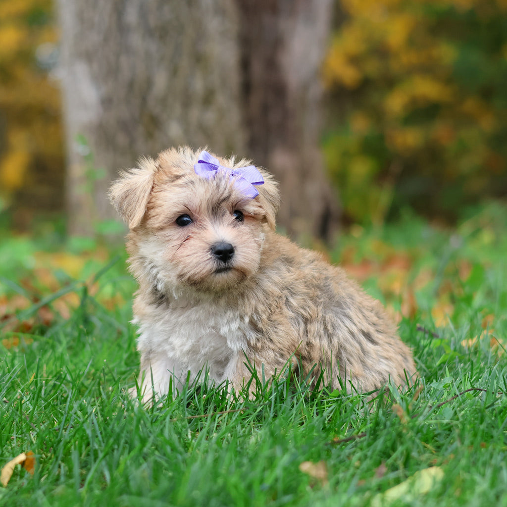 Shelby - Available 10/29