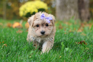 Shelby - Available 10/29