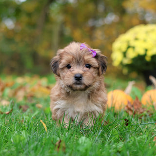 Sadie - Available 10/29