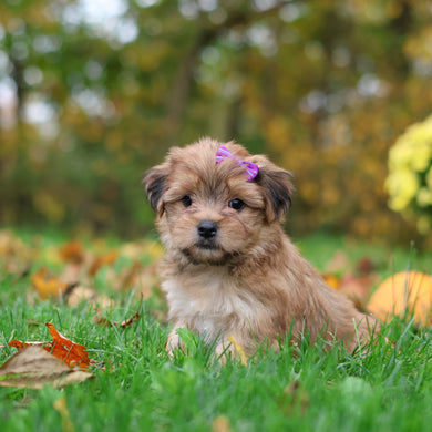 Sadie - Available 10/29