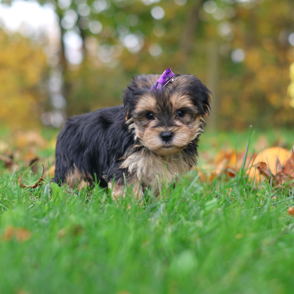 Sasha - Available 10/29