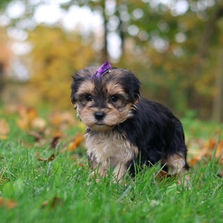Sasha - Available 10/29