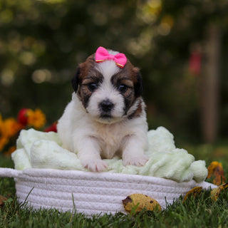 Clara - Available Now