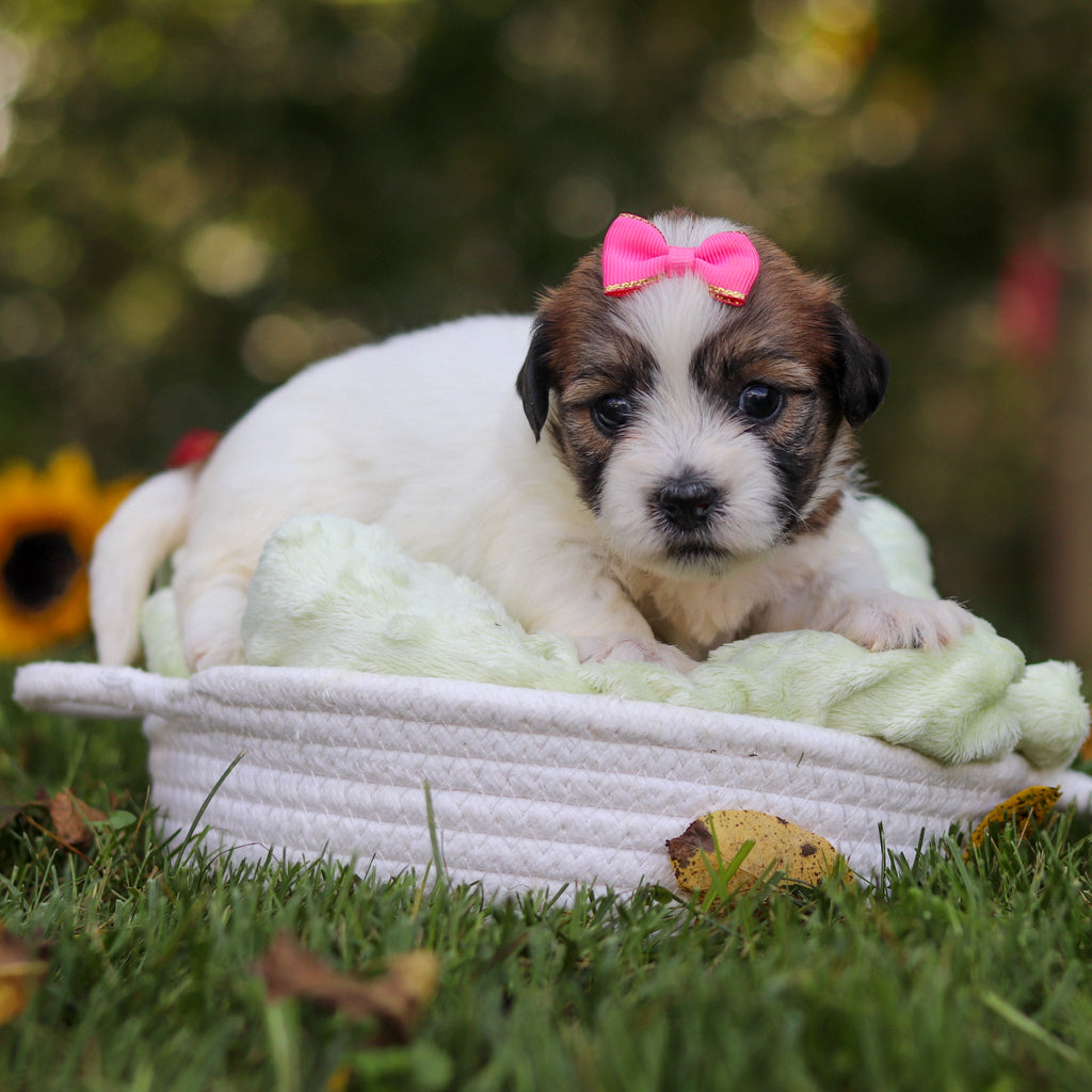 Clara - Available Now