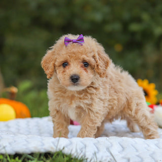 Hermione - Available Now