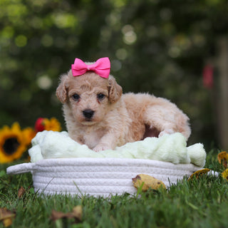 Hermione - Available Now