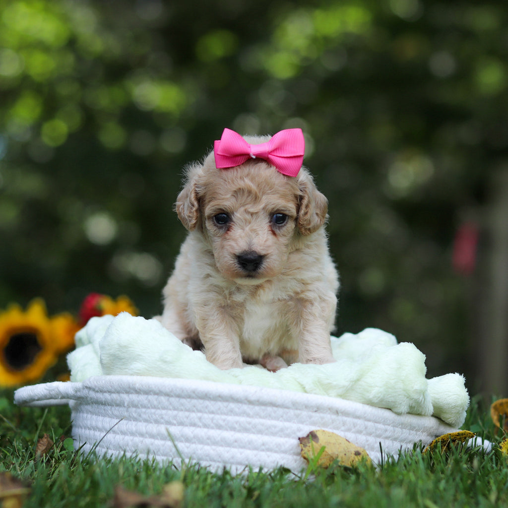 Hermione - Available Now