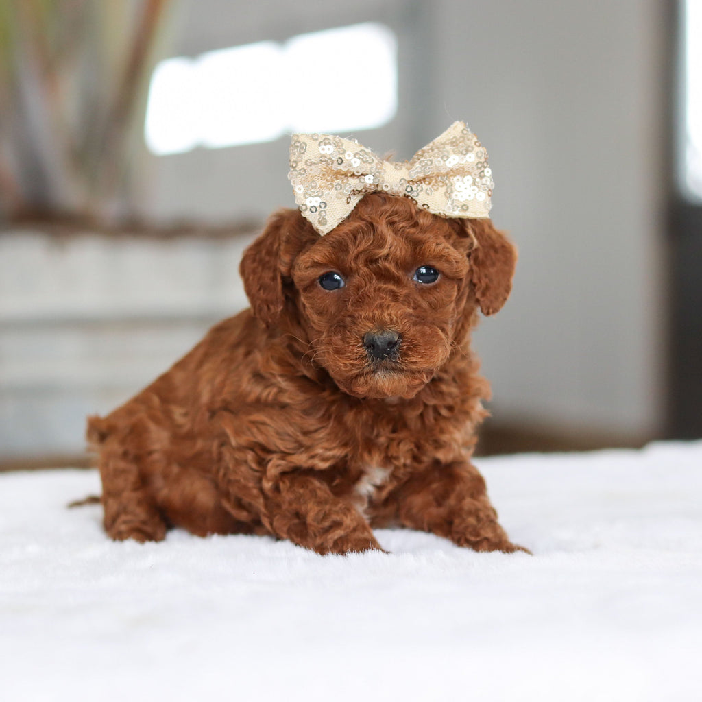 December - Available 2/26