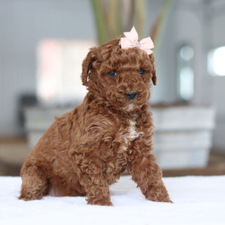 Carolina - Available 2/26