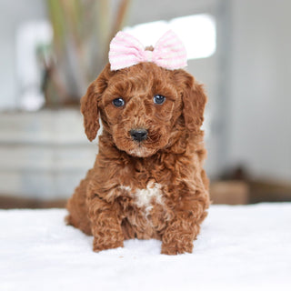 Charlotte - Available 2/26