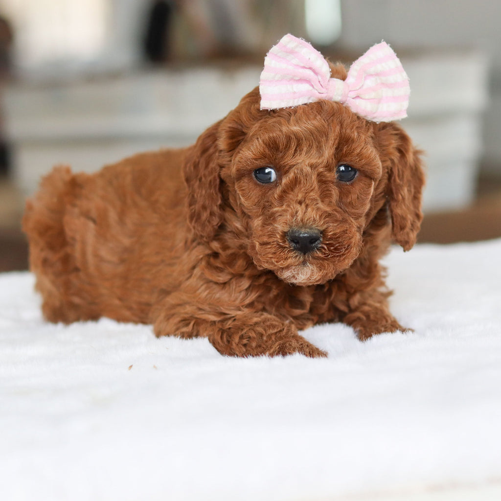 Charlotte - Available 2/26