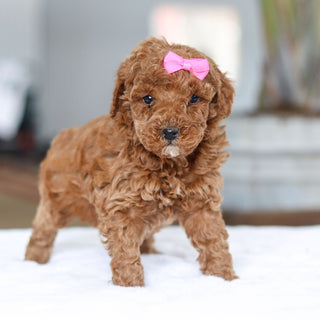 Honey - Available 2/26