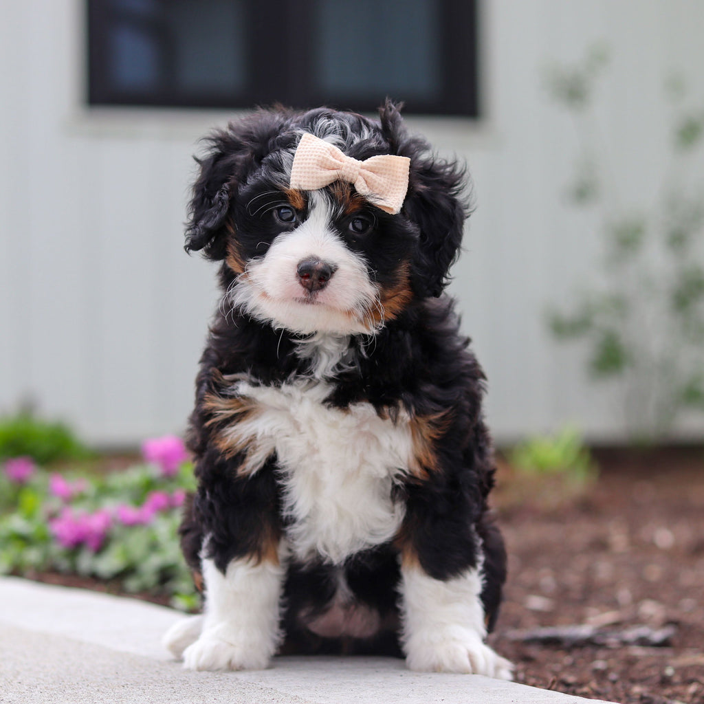 Wendy - Available 4/30