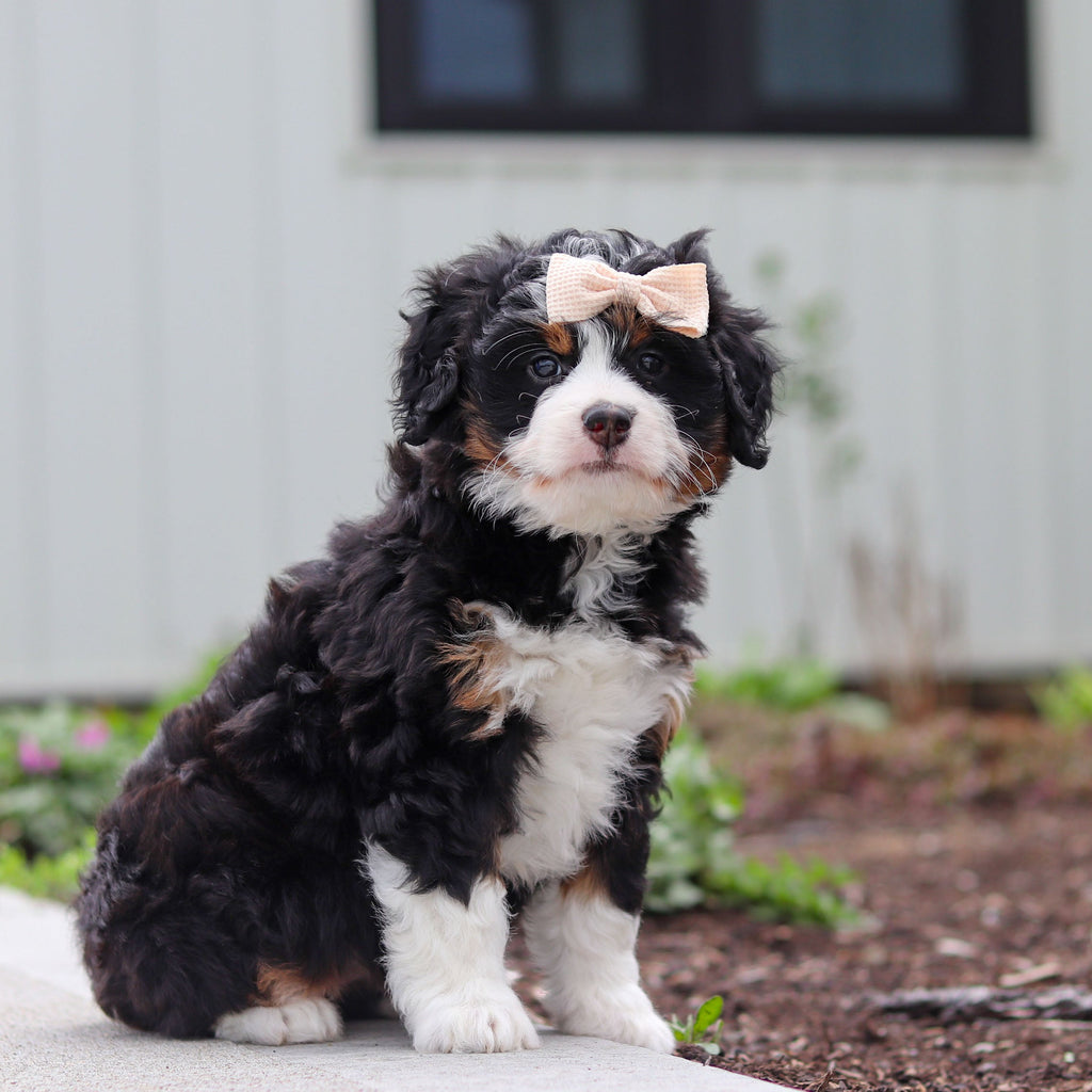 Wendy - Available 4/30