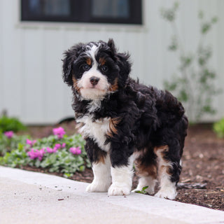Wendy - Available 4/30