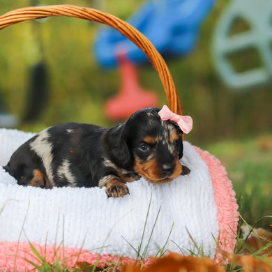 Gilly - Available 11/19